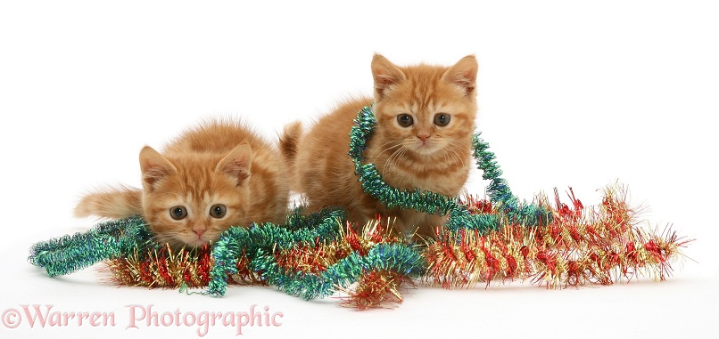Red tabby kittens with tinsel, white background