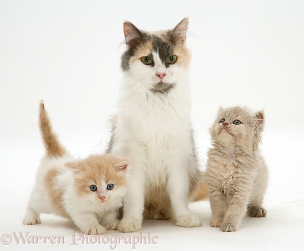 Blue-cream-and-white Persian-cross female cat, Thomasina, and two of her kittens, white background