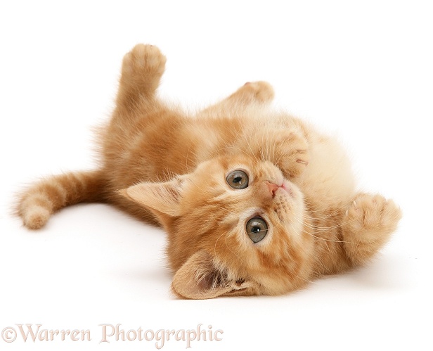 British shorthair red tabby kitten rolling, white background