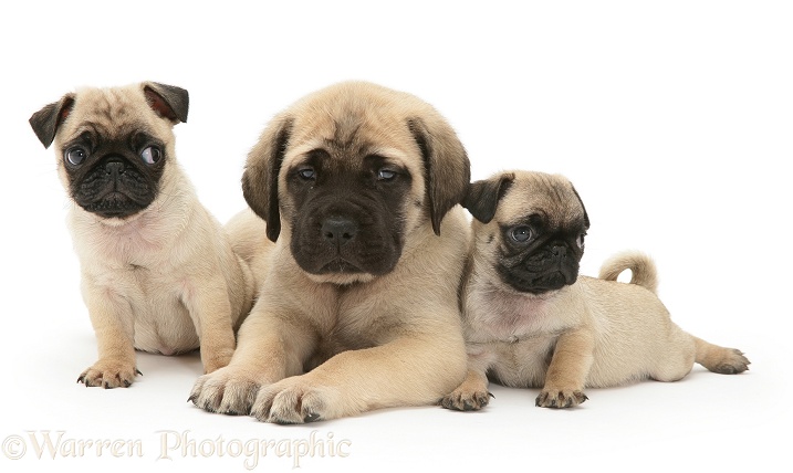 Fawn Pug pups with fawn English Mastiff pup, white background