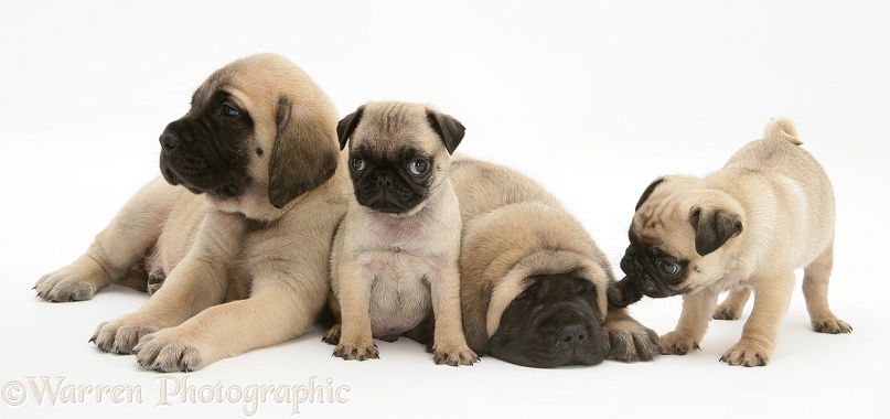 Fawn Pug pups with fawn English Mastiff pups, white background