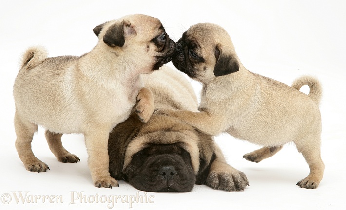 Fawn Pug pups with fawn English Mastiff pup, white background