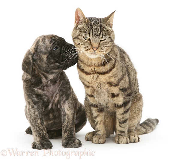 Brindle English Mastiff pup with tabby cat, white background