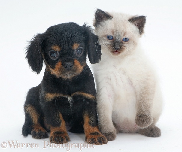 Black-tan Cavalier King Charles Spaniel pup with Ragdoll kitten, white background