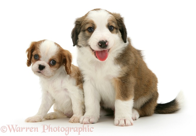 Blenheim Cavalier King Charles Spaniel pup and Sable Border Collie pup, white background