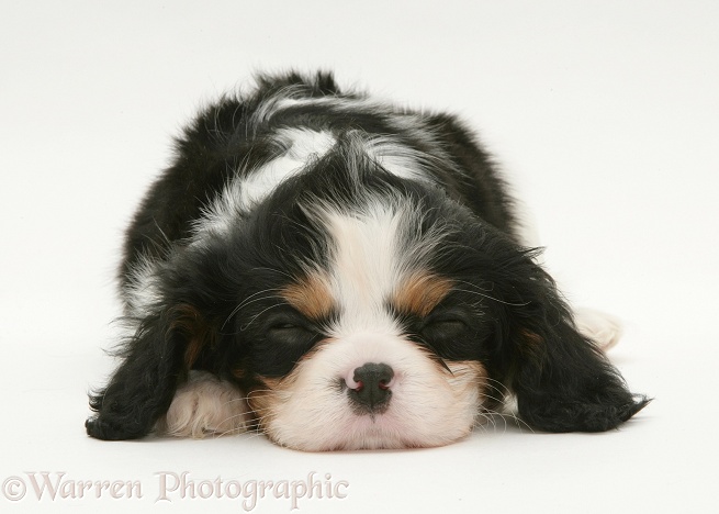 Sleeping Cavalier King Charles Spaniel pup, white background