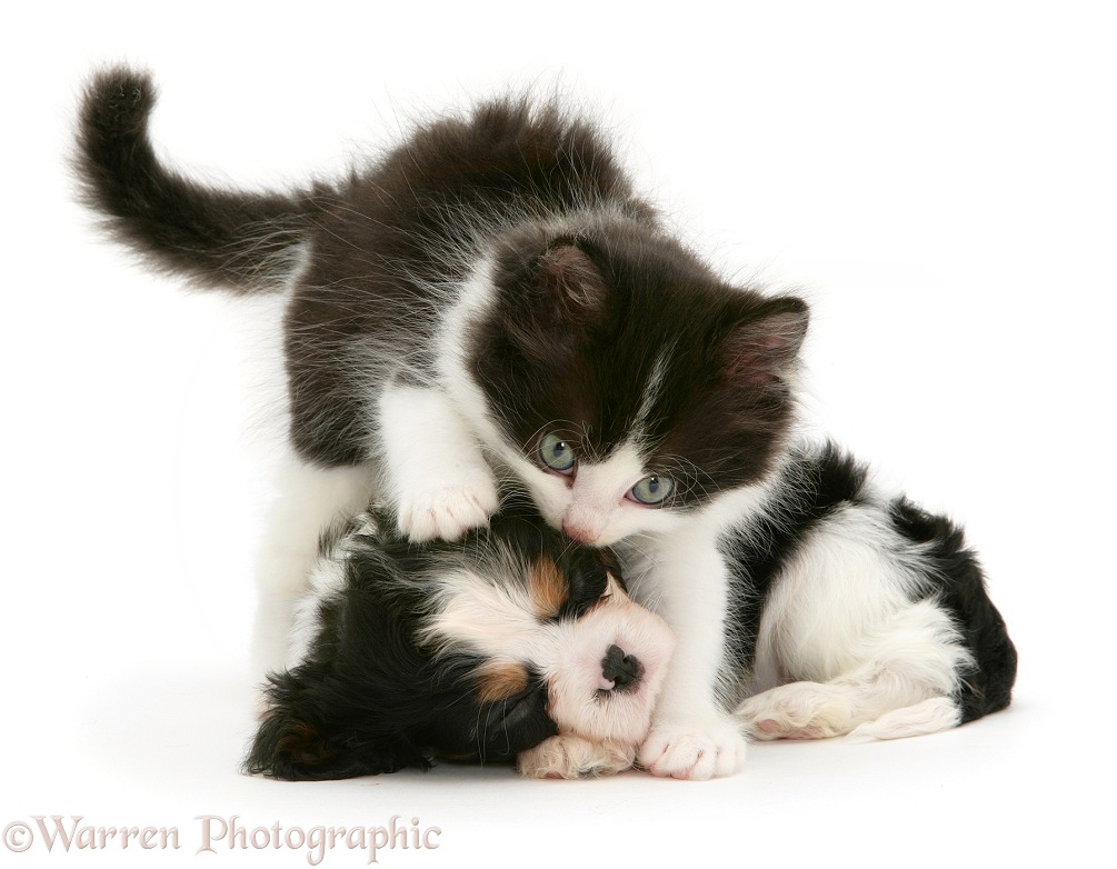Black-and-white kitten and sleeping Cavalier King Charles Spaniel pup, white background
