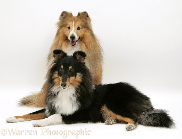Sable and tricolour Shetland Sheepdogs (Shelties), white background