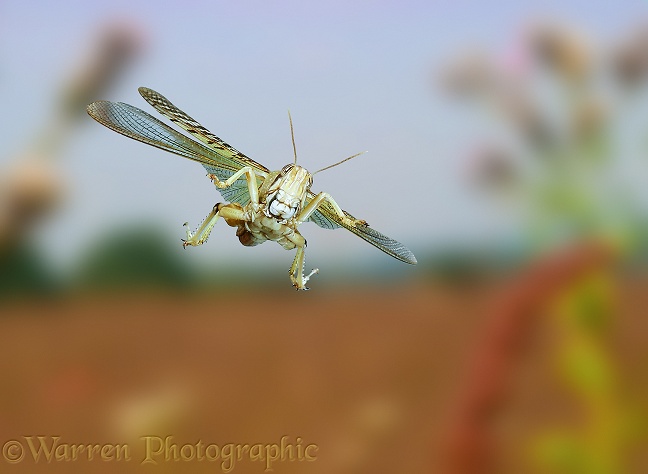 Desert Locust (Schistocerca gregaria) in flight.  Africa and southern Europe
