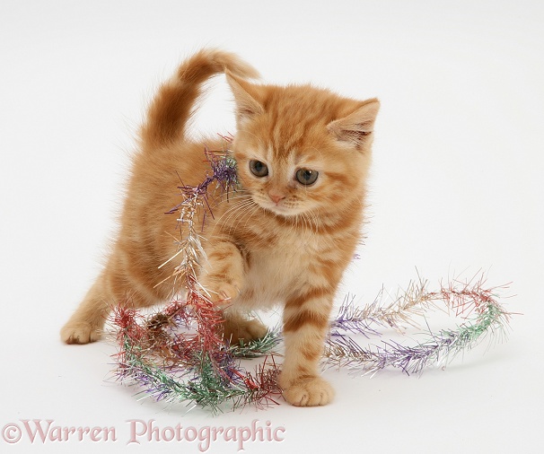 Red tabby kitten with tinsel, white background