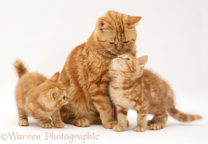 Red tabby British Shorthair mother cat and kittens, white background