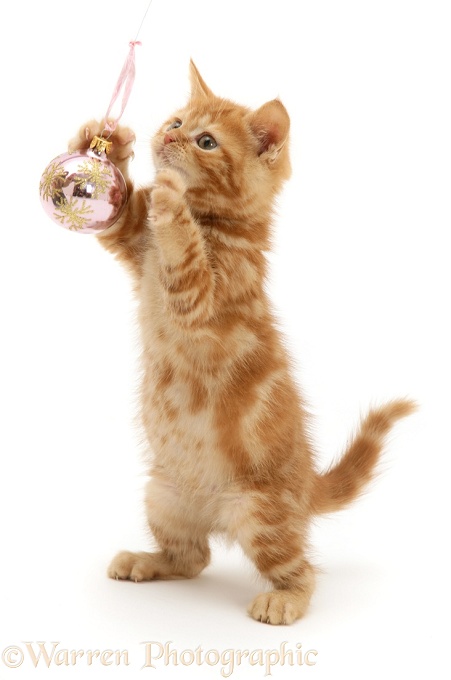 Red tabby kitten playing with a Christmas bauble, white background
