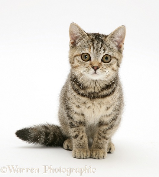 Brown spotted tabby kitten, sitting, white background