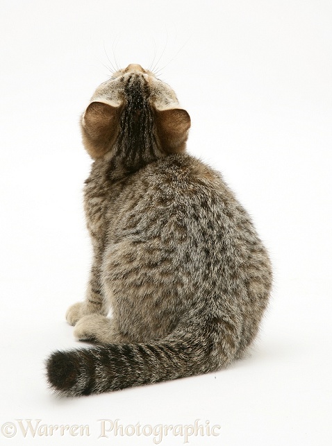 British Shorthair brown spotted tabby kitten back view, white background