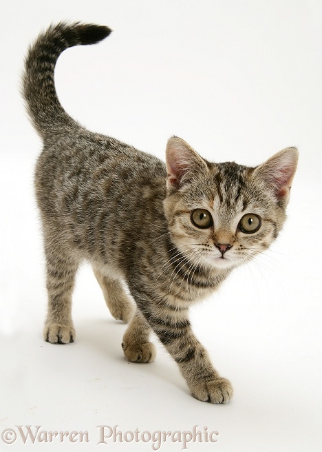 Brown spotted kitten, white background