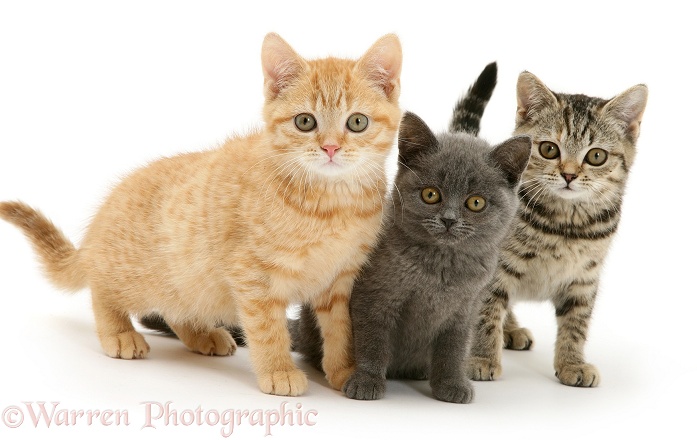 Cream, blue and brown spotted kittens, white background