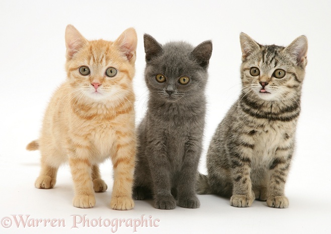 Cream, blue and brown spotted kittens, white background
