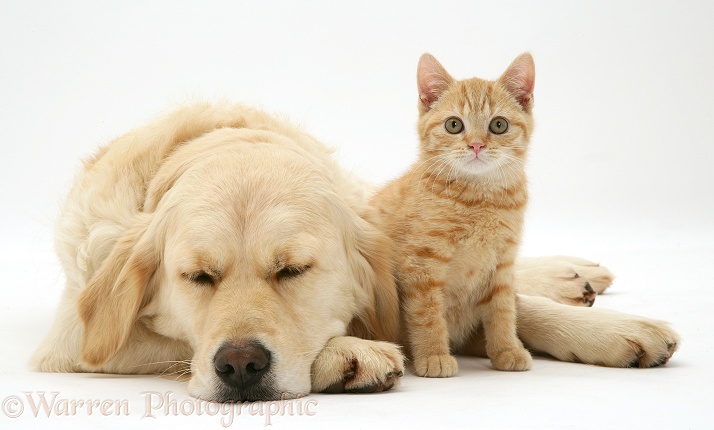 Sleepy Golden Retriever Lola and cream kitten, white background