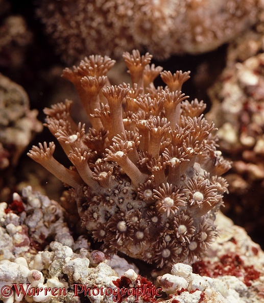 Coralheads (Goniopora)
