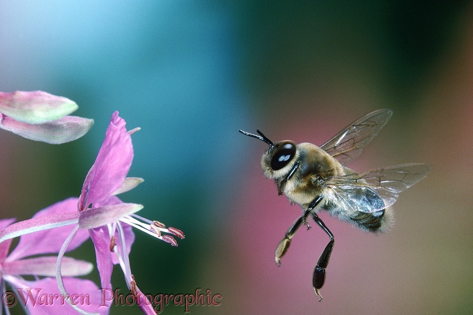 Honey Bee (Apis mellifera) drone in flight.  Worldwide