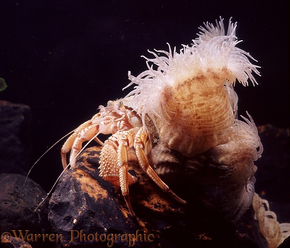 Adult Common Hermit Crab (Eupagurus bernhardus) in Whelk shell with commensal anemones