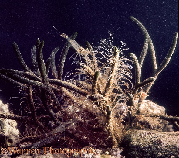 Hydroid or Sea-fir (Plumularia setacea) growing on the green alga Codium tomentosum with Common Prawns (Leander serratus).  North Atlantic