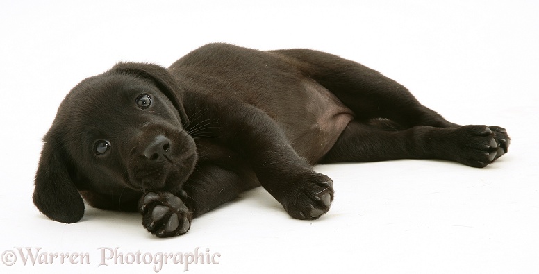 Black Labrador Retriever pup, 8 weeks old, lying down, head on one paw, white background