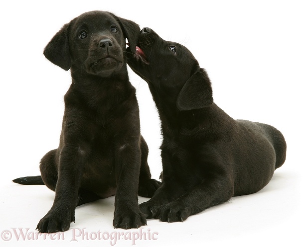 Two Black Labrador Retriever pups, 8 weeks old, white background