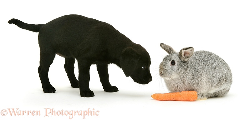 Black Labrador pup, 8 weeks old, about to steal silver Lop rabbit's carrot, white background