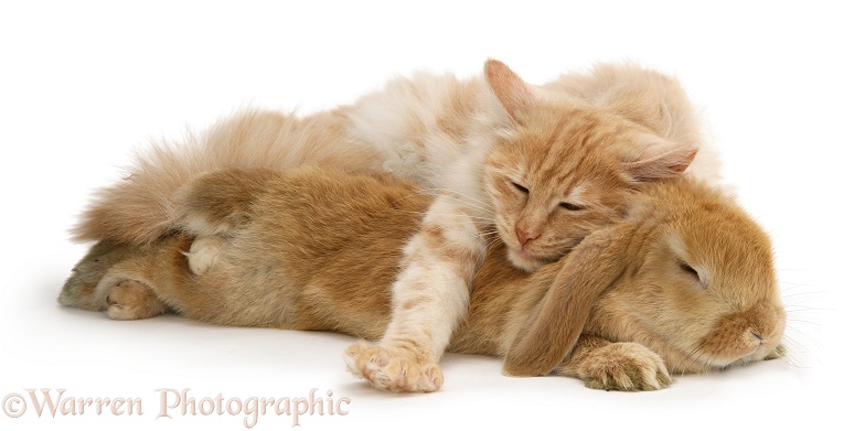 Red silver Turkish Angora cat and sandy Lop Rabbit asleep together, white background
