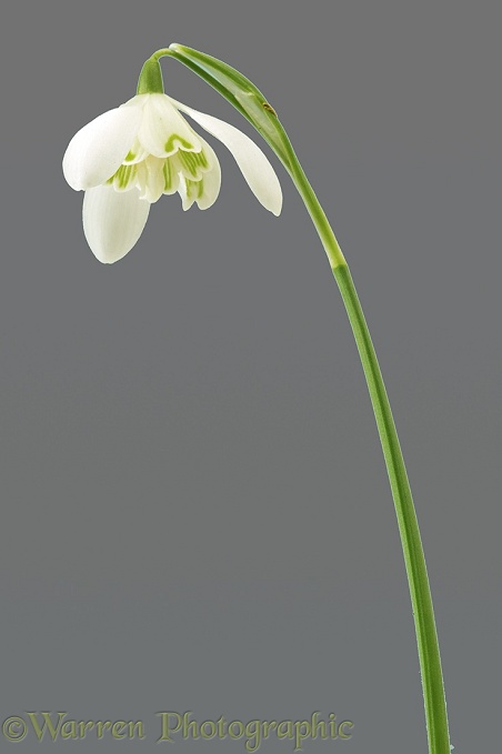 Snowdrop (Galanthus nivalis)