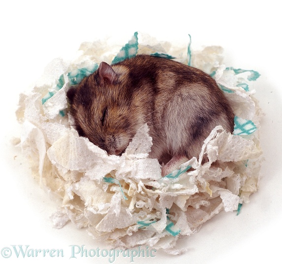 Dwarf Hamster (Phodopus sungorus) asleep in its nest of shredded paper.  Asia, white background