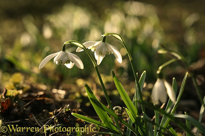 Snowdrops (Galanthus nivalis) in early spring sunshine