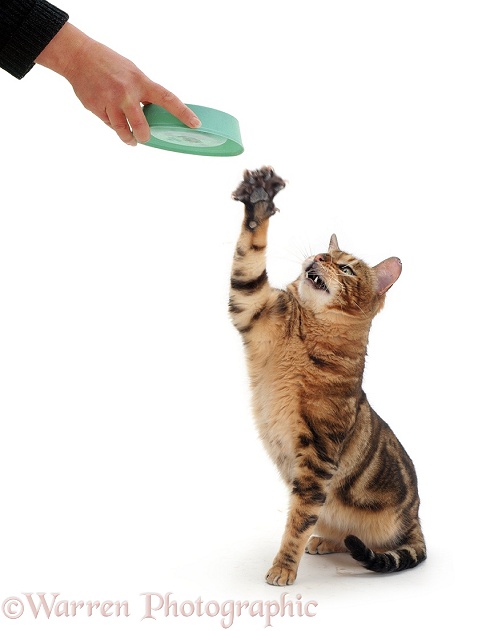 Bengal cat Spike food-begging, white background