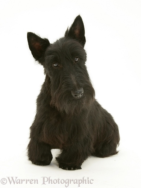 Scottish Terrier Angus, white background