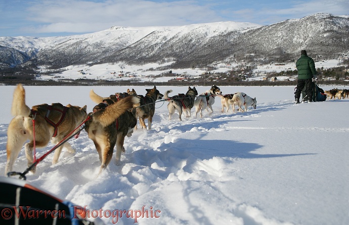 Huskies pulling a sledge.  Geilo, Norway