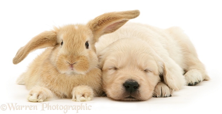 Baby sandy Lop rabbit with sleepy Golden Retriever pup, white background
