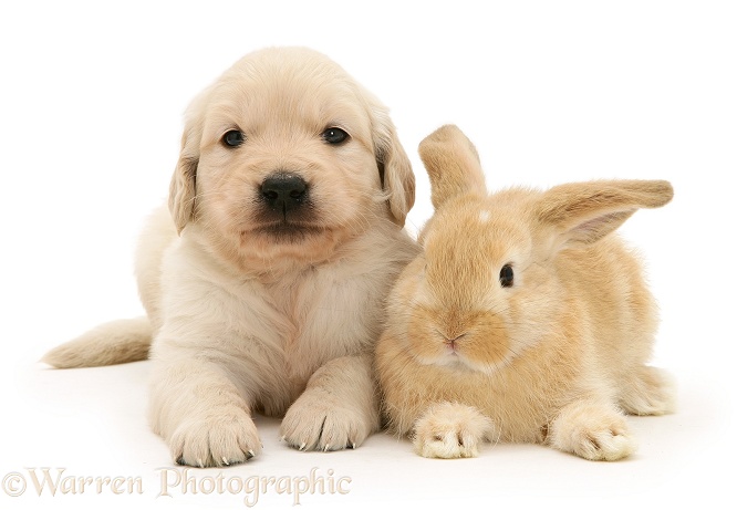 Baby sandy Lop rabbit with Golden Retriever pup, white background