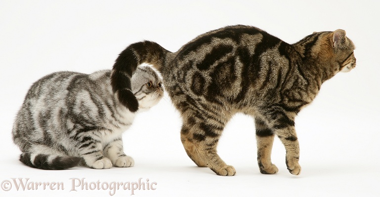 Exotic cat sniffing tabby cat's bottom, white background