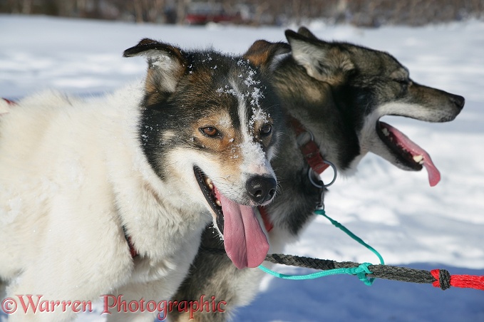 Huskies waiting to pull a sledge.  Geilo, Norway
