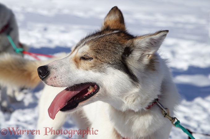 Husky waiting to pull a sledge