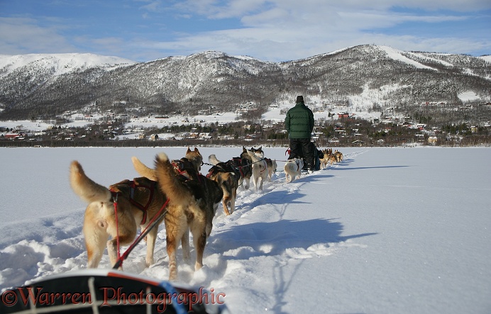 Dog Sledging.  Geilo, Norway