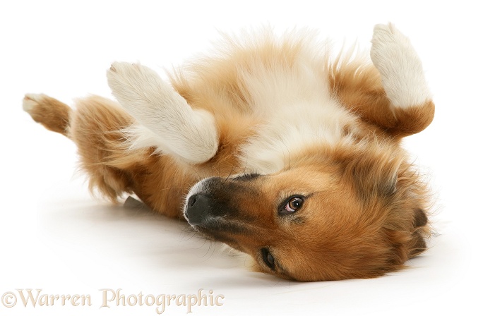 Border Collie bitch, Bliss, lying upside down, white background