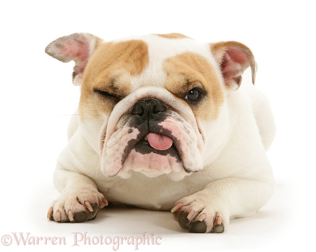 Bulldog bitch, Pixie, with tongue out, white background