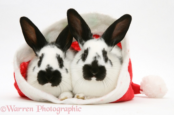 Black-and-white rabbits in a Father Christmas hat, white background