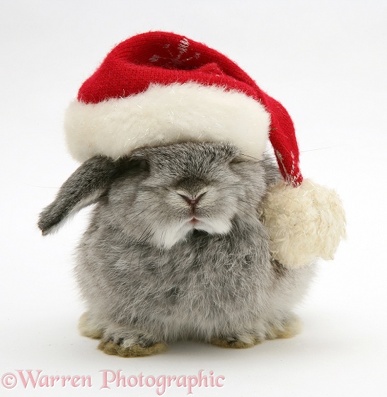 Silver baby rabbit wearing a Santa hat, white background