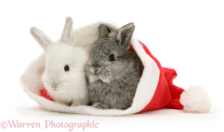 Two baby rabbits in a Father Christmas hat, white background