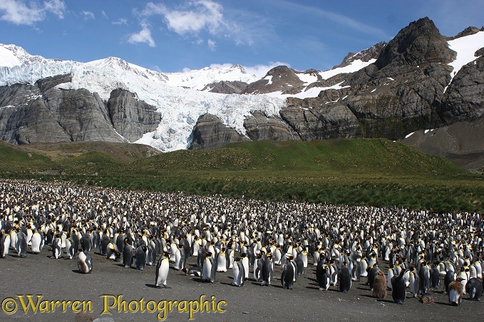 King Penguin (Aptenodytes patagonicus) colony at Gold Harbour.  South Georgia