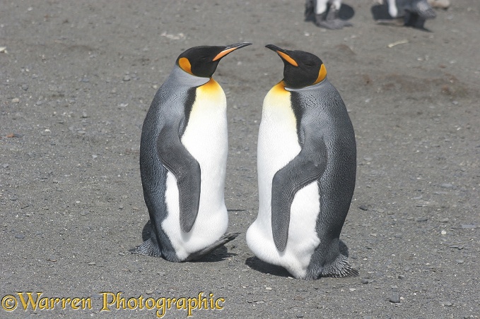 King Penguin (Aptenodytes patagonicus) resting with their feet raised.  South Georgia
