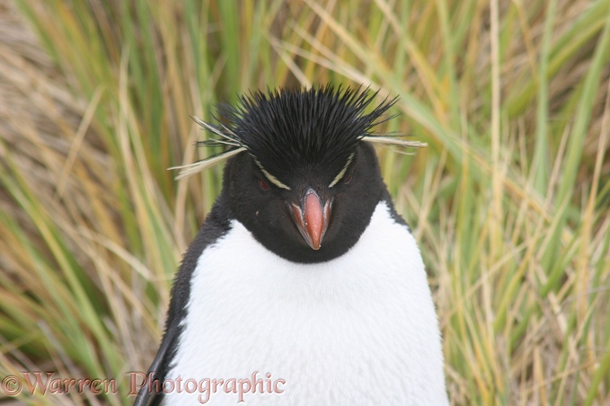 Rockhopper Penguin (Eudyptes chrysolophus).  Falkland Islands